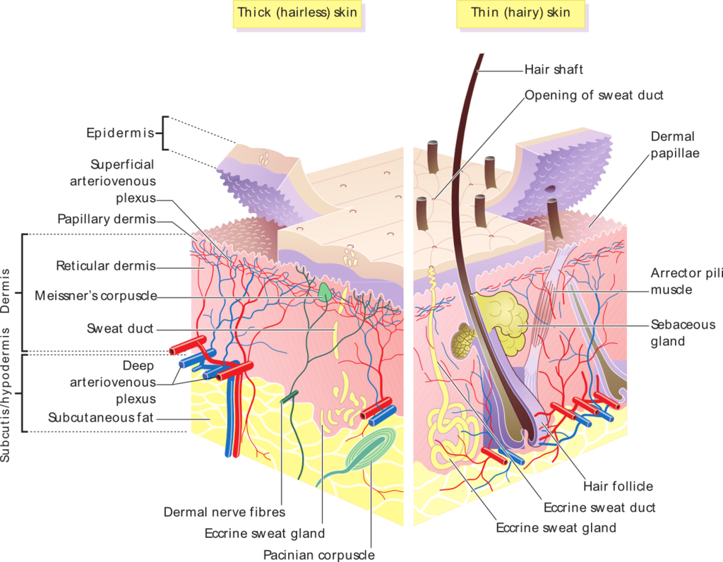 The first step to beauty is to know our dermis